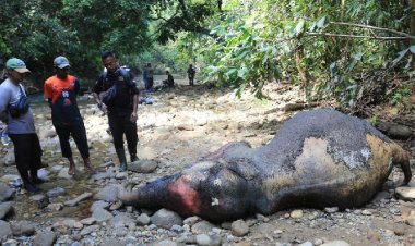 Gajah liar yang mati di Sungai Mas bukan karena kekerasan