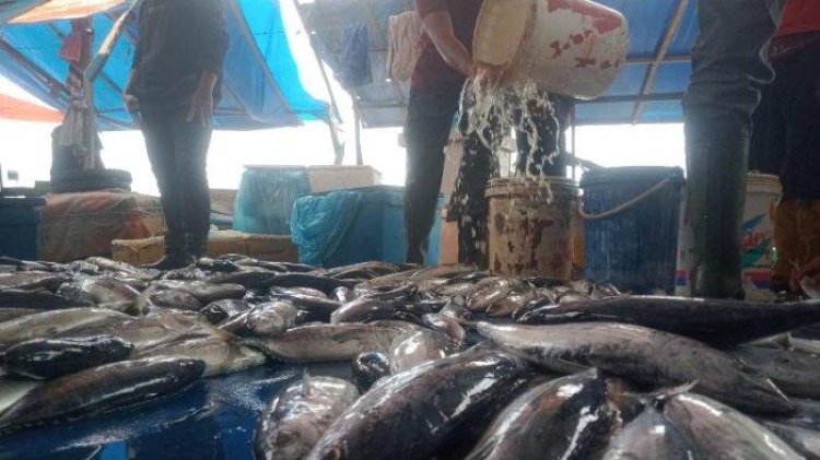 Harga Ikan di Pasar TPI Meulaboh Aceh Barat Turun, Tapi Daya Beli Tetap Kurang, Ini Rinciannya