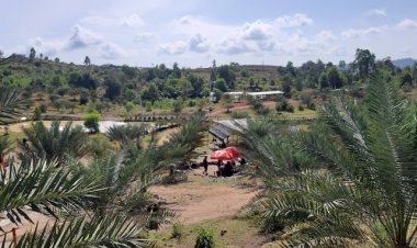 Kebun Kurma Barbate di Aceh Terasa Seperti di Timur Tengah