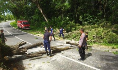 Waspada! Hujan Lebat dan Angin Kencang Kerap Sebabkan Pohon Tumbang di Seulimum,Aceh Besar