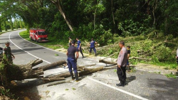 Waspada! Hujan Lebat dan Angin Kencang Kerap Sebabkan Pohon Tumbang di Seulimum,Aceh Besar