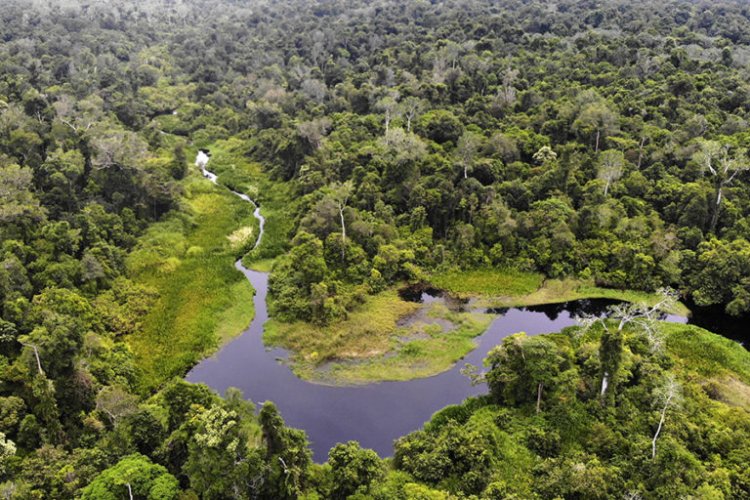 Kerusakan Hutan Tutupan di Kec.Trumon Tengah tak Terkendali