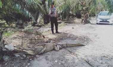 Warga Kec. Banda Muilia, Aceh Tamiang tangkap buaya pemangsa ternak warga