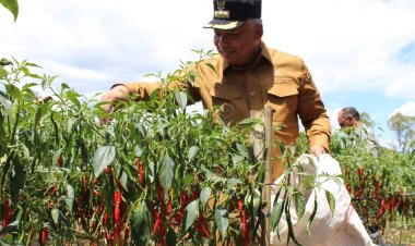 Pj. Bupati Aceh Tengah Tinjau Panen Cabai Merah di Kec.Ketol
