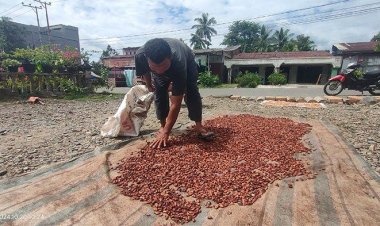 Harga Kakao di Kec.Lawe Sigala-gala, Aceh Tenggara Merangkak Naik Hari ini