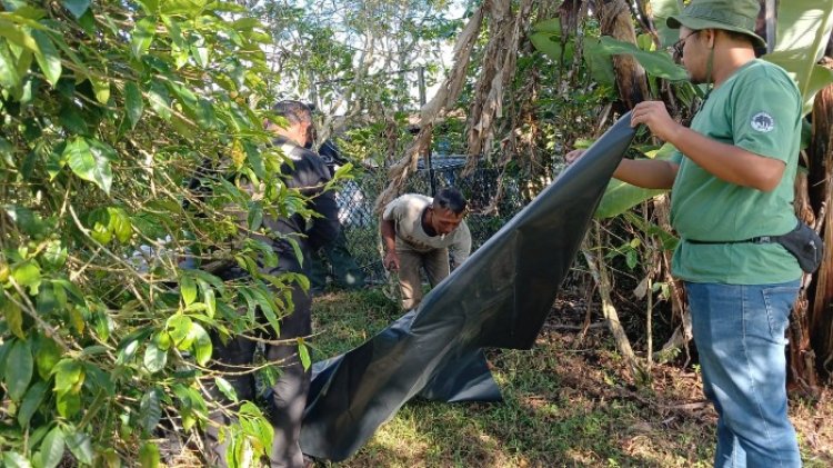Resahkan Warga, BKSDA Mulai Pasang Perangkap Beruang di Kec.Jagong Jeget, Aceh Tengah